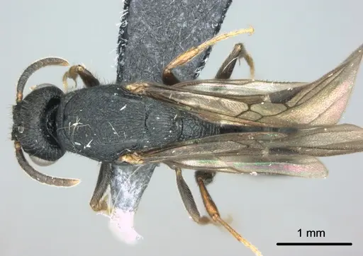 Metapone manni specimen CASENT0181832 image casent0181832_1