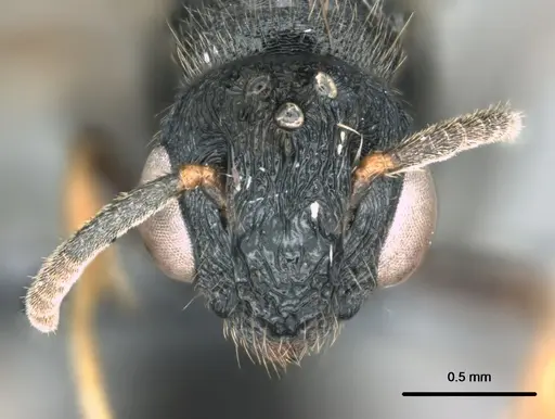 Metapone manni specimen CASENT0181832 image casent0181832_2