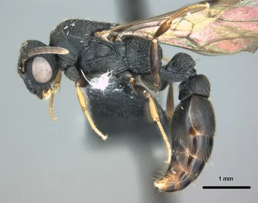 Metapone manni specimen CASENT0181832 image casent0181832_3