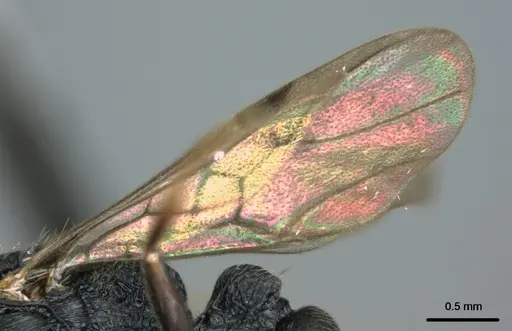 Metapone manni specimen CASENT0181832 image casent0181832_4