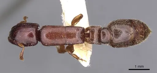 Metapone mjobergi specimen CASENT0907446 image casent0907446_1