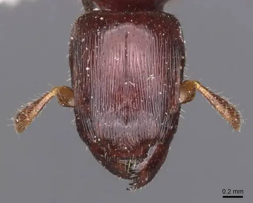Metapone mjobergi specimen CASENT0907446 image casent0907446_2