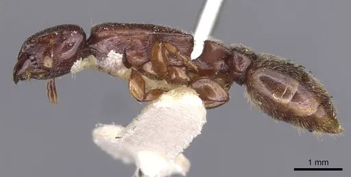 Metapone mjobergi specimen CASENT0907446 image casent0907446_3