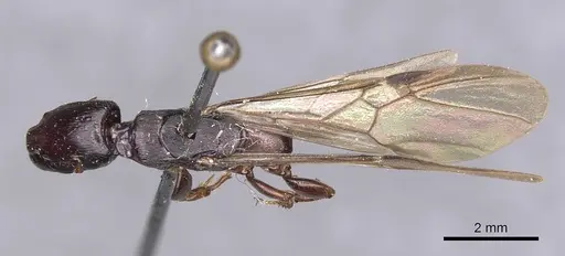 Metapone sauteri specimen CASENT0907445 image casent0907445_1