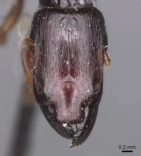 Metapone sauteri specimen CASENT0907445 image casent0907445_3