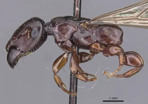 Metapone sauteri specimen CASENT0907445 image casent0907445_4
