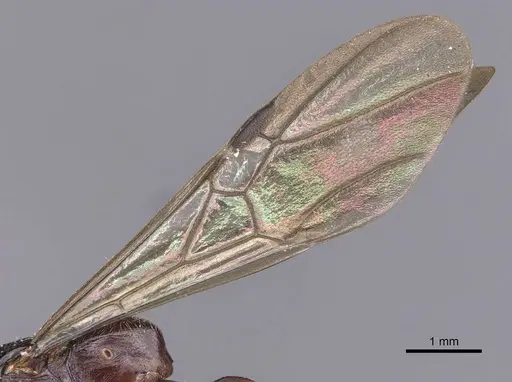 Metapone sauteri specimen CASENT0907445 image casent0907445_5