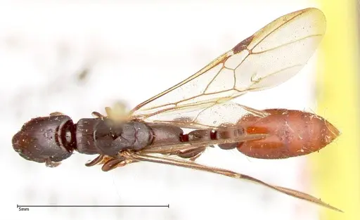 Metapone sauteri specimen FOCOL0372 image focol0372_1