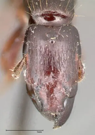 Metapone sauteri specimen FOCOL0372 image focol0372_2
