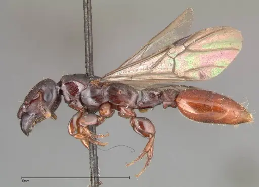 Metapone sauteri specimen FOCOL0372 image focol0372_3