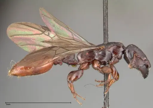 Metapone sauteri specimen FOCOL0372 image focol0372_4