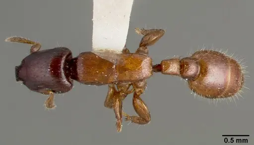 Metapone truki specimen CASENT0006672 image casent0006672_1