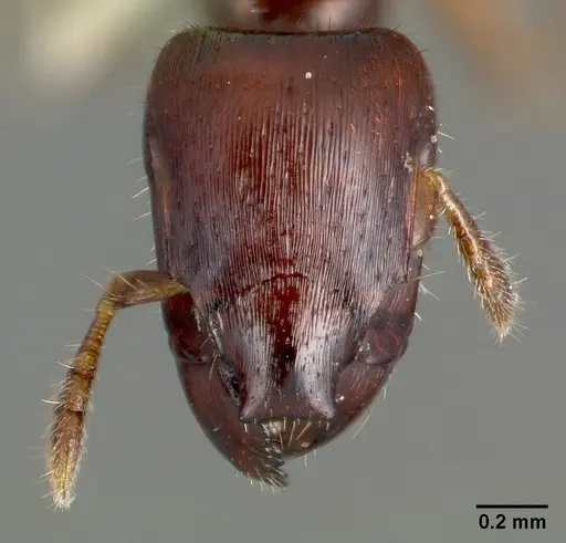 Metapone truki specimen CASENT0006672 image casent0006672_2
