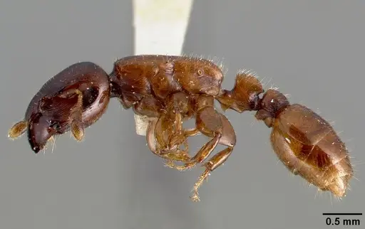 Metapone truki specimen CASENT0006672 image casent0006672_3