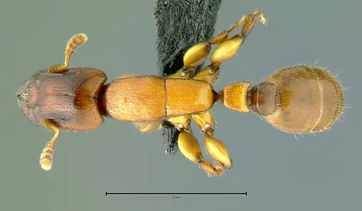 Metapone vincimus specimen ANTWEB1008775 image antweb1008775_1