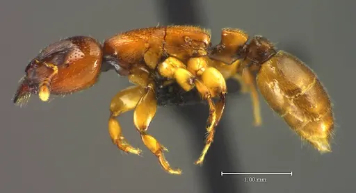 Metapone vincimus specimen ANTWEB1008775 image antweb1008775_2