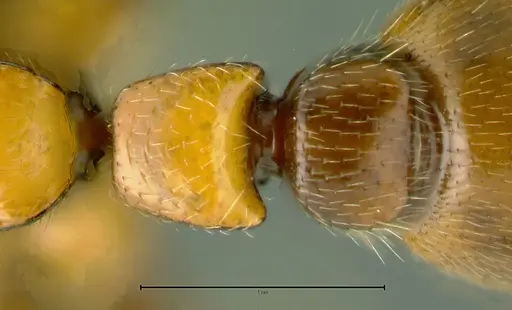 Metapone vincimus specimen ANTWEB1008775 image antweb1008775_3
