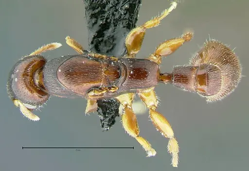 Metapone vincimus specimen ANTWEB1008776 image antweb1008776_1