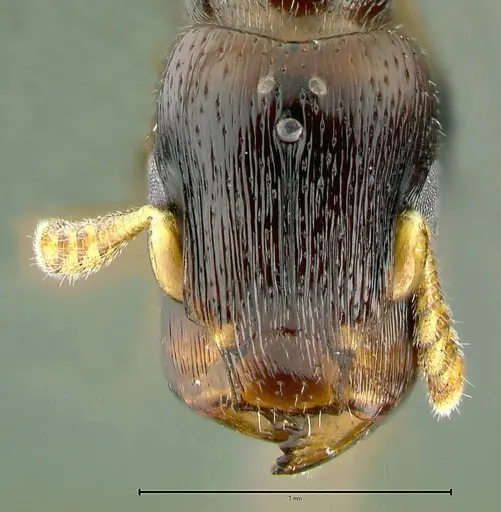 Metapone vincimus specimen ANTWEB1008776 image antweb1008776_2