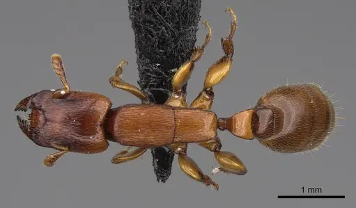 Metapone vincimus specimen CASENT0922944 image casent0922944_1
