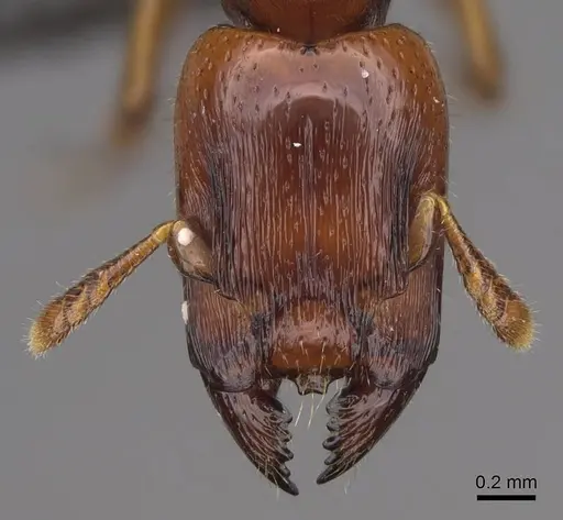 Metapone vincimus specimen CASENT0922944 image casent0922944_2