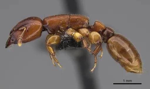 Metapone vincimus specimen CASENT0922944 image casent0922944_3