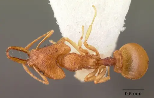 Microdaceton exornatum specimen CASENT0101453 image casent0101453_1