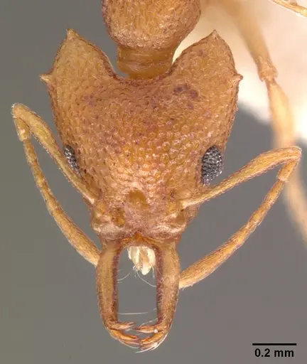 Microdaceton exornatum specimen CASENT0101453 image casent0101453_2