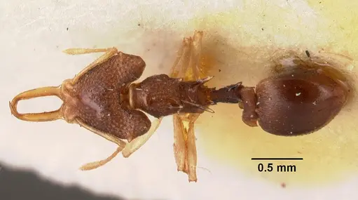 Microdaceton exornatum specimen CASENT0101457 image casent0101457_1