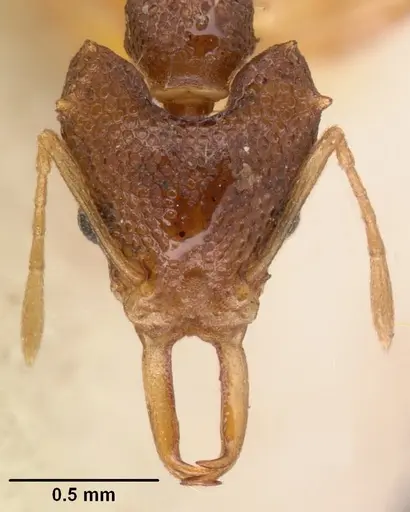 Microdaceton exornatum specimen CASENT0101457 image casent0101457_2