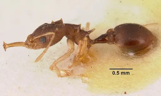 Microdaceton exornatum specimen CASENT0101457 image casent0101457_3