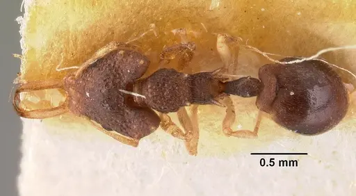 Microdaceton exornatum specimen CASENT0101459 image casent0101459_1