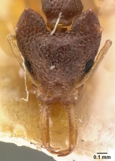 Microdaceton exornatum specimen CASENT0101459 image casent0101459_2