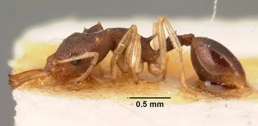 Microdaceton exornatum specimen CASENT0101459 image casent0101459_3