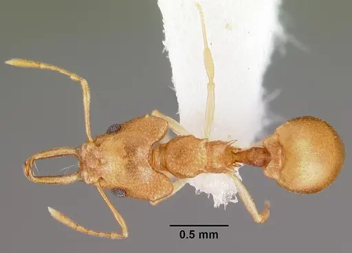 Microdaceton exornatum specimen CASENT0102250 image casent0102250_1