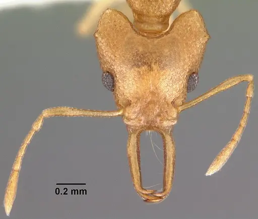 Microdaceton exornatum specimen CASENT0102250 image casent0102250_2