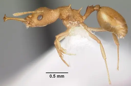 Microdaceton exornatum specimen CASENT0102250 image casent0102250_3