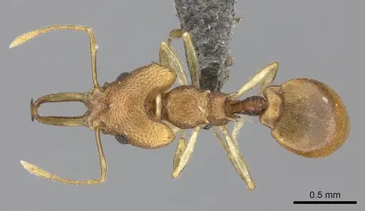 Microdaceton exornatum specimen CASENT0235521 image casent0235521_1