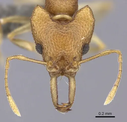 Microdaceton exornatum specimen CASENT0235521 image casent0235521_2