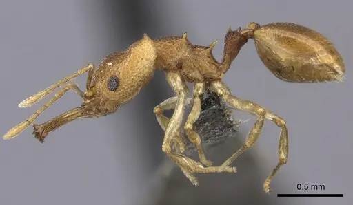 Microdaceton exornatum specimen CASENT0235521 image casent0235521_3
