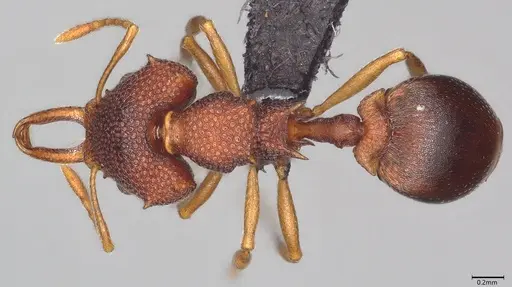 Microdaceton exornatum specimen CASENT0395869 image casent0395869_1