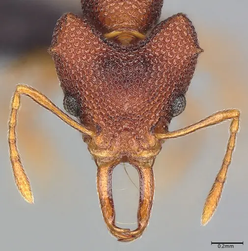 Microdaceton exornatum specimen CASENT0395869 image casent0395869_2