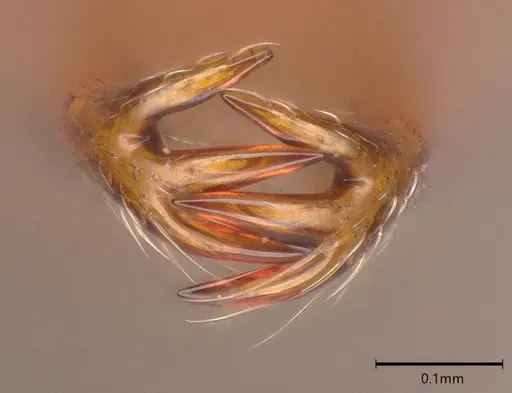 Microdaceton exornatum specimen CASENT0395869 image casent0395869_3