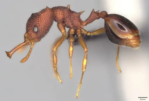Microdaceton exornatum specimen CASENT0395869 image casent0395869_4
