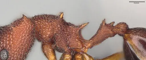 Microdaceton exornatum specimen CASENT0395869 image casent0395869_5