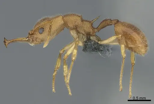Microdaceton exornatum specimen CASENT0781343 image casent0781343_1