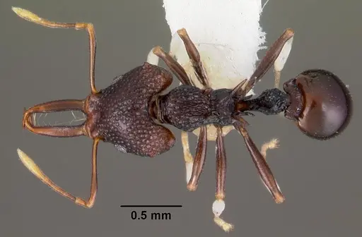 Microdaceton tanyspinosum specimen CASENT0102251 image casent0102251_1