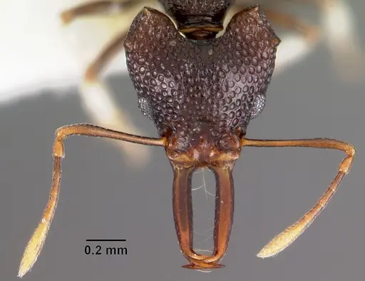 Microdaceton tanyspinosum specimen CASENT0102251 image casent0102251_2