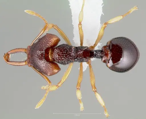 Microdaceton tibialis specimen CASENT0005916 image casent0005916_1