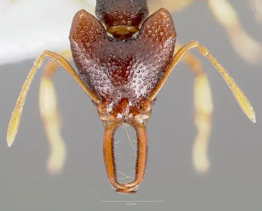 Microdaceton tibialis specimen CASENT0005916 image casent0005916_2